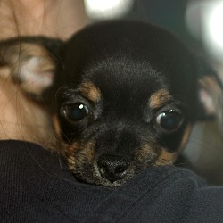 Thumbnail photo of Cosmo - Dahlia Pup #3