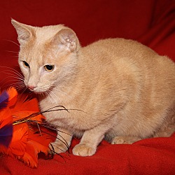Thumbnail photo of Punkin (Spayed & Declawed) #4