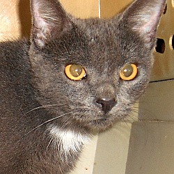 Thumbnail photo of Argenta (Lap Cat) #1