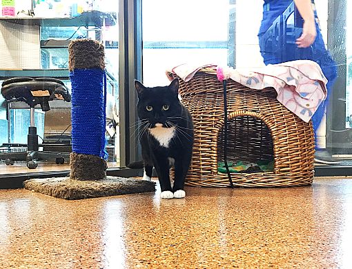 Meridian Id Domestic Shorthair Meet Remi A Pet For Adoption
