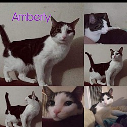Thumbnail photo of Amberly #4