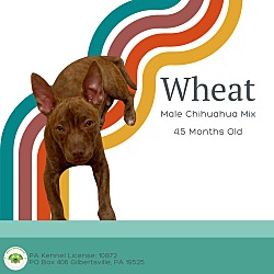 Thumbnail photo of Wheat #1