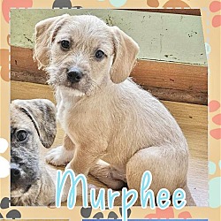 Photo of Murphee