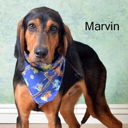 Photo of Marvin