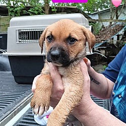 Photo of (pending) Poppy - 11 week old female lab mix