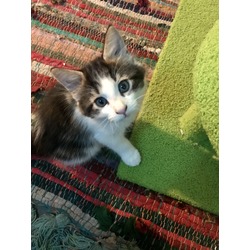 Thumbnail photo of Kitten #2