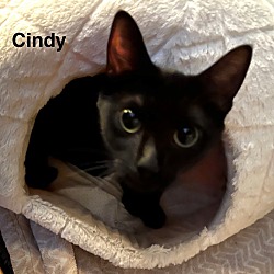 Thumbnail photo of Cindy #3