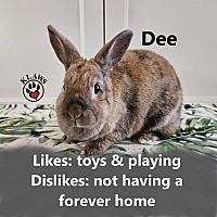 adopt-pet