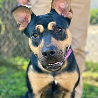 adopt-pet