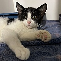 adopt a pet