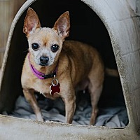 adopt a pet
