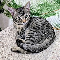 adopt-pet