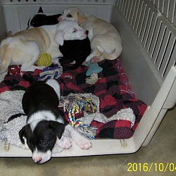 Thumbnail photo of Lucy &her6pups #3