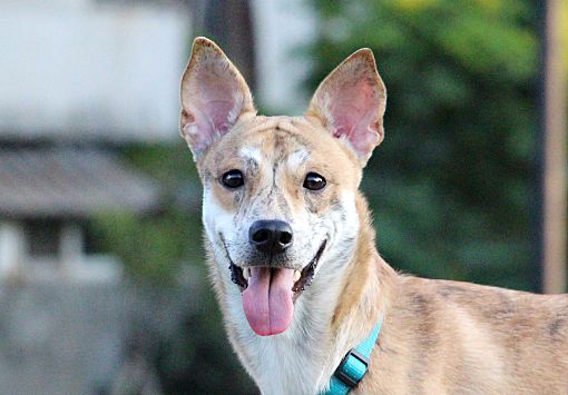 San Francisco Ca Shiba Inu Meet Aken A Pet For Adoption