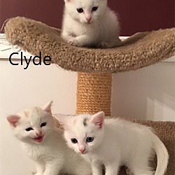 Thumbnail photo of Clyde #3