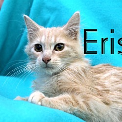Thumbnail photo of Eris #3