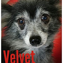 Thumbnail photo of Velvet #2