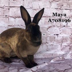 Ventura County Animal Services In Camarillo California