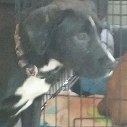 Thumbnail photo of Wilbur  needs foster / adopter #2