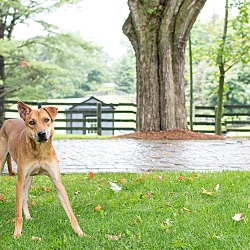 Thumbnail photo of Hachiko #2