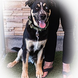 Photo of Opie