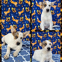Photo of Maize