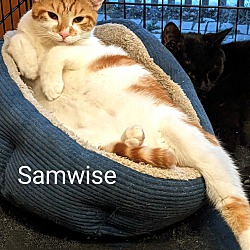 Photo of Samwise