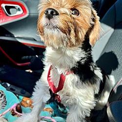 Buffalo, NY - Yorkie, Yorkshire Terrier/Shih Tzu. Meet Stella a Pet for ...