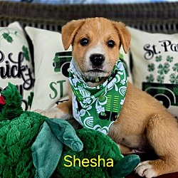 Thumbnail photo of Shesha #1