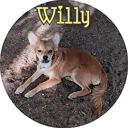 Photo of Willy