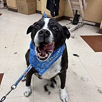 adopt a pet