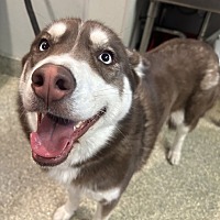 adopt a pet