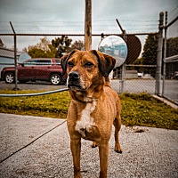 adopt a pet
