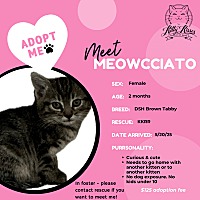 adopt a pet