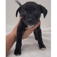 adopt-pet