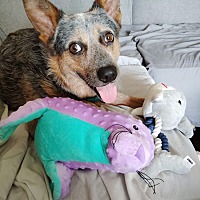 adopt a pet