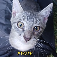 adopt a pet