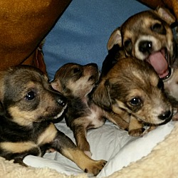 Thumbnail photo of Lilikoi's puppies #3
