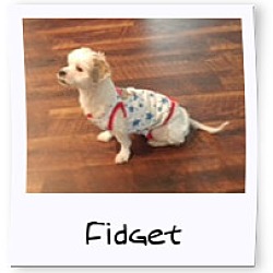 Thumbnail photo of Adopted!!Fidget - IN #4
