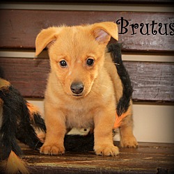 Thumbnail photo of Brutus~adopted! #1