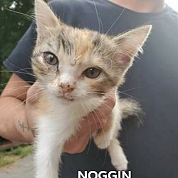 Photo of Noggin