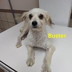 Photo of Buster (TX)