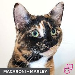 Thumbnail photo of Macaroni (bonded with Marley) #1