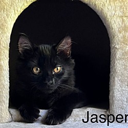 Thumbnail photo of Jasper #2