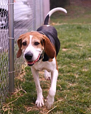 Blountville, TN - Treeing Walker Coonhound. Meet Milo a Pet for ...