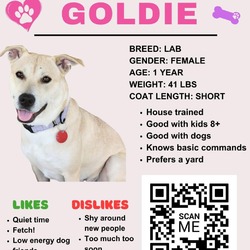 Thumbnail photo of Goldie #3