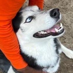 Thumbnail photo of Husky #1