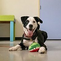 adopt a pet
