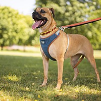adopt-pet