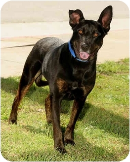 belgian sheepdog breeders in california rex adopted dog marina del rey ca doberman pinscher belgian belgian sheepdog breeders in california rex adopted dog marina del rey ca doberman pinscher belgian